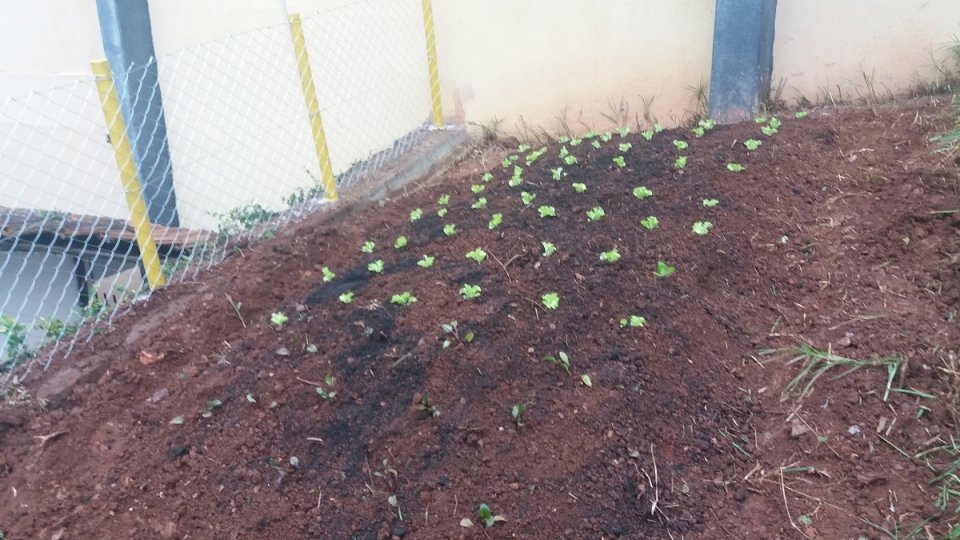 Voluntários de Joaçaba (SC) constroem horta em escola